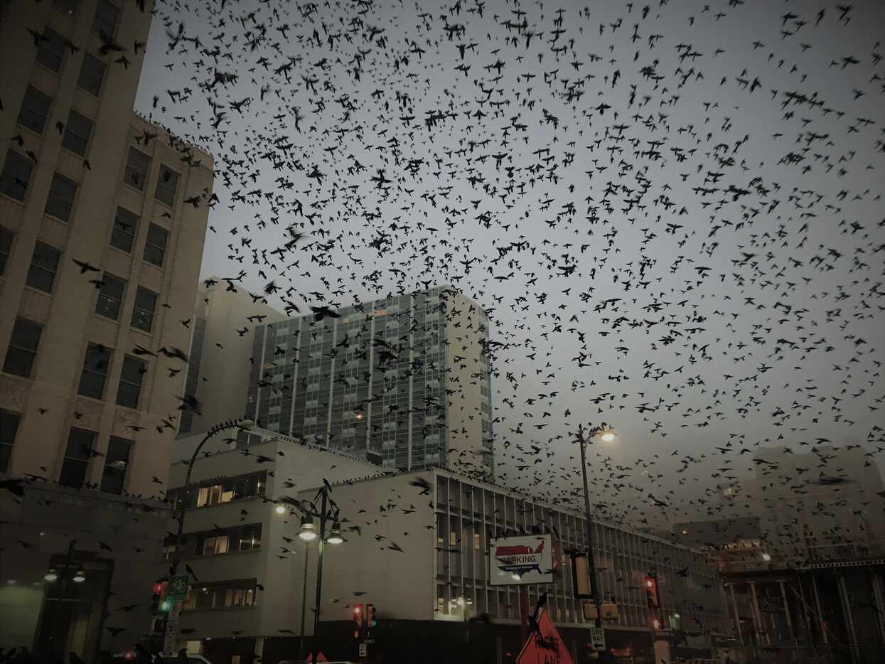 A flock of grackles take flight Wednesday morning in a foggy downtown Dallas