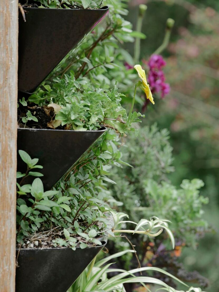 
The freestanding vertical garden at the Grapevine Botanical Gardens at Heritage Park has...