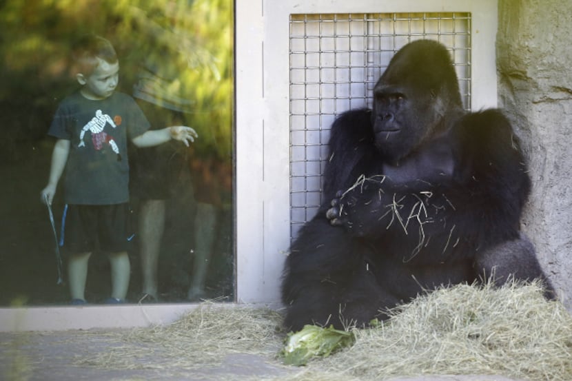 Ethan Kneedler, 5, got a closer look at Patrick at the Dallas Zoo on Sunday.  After almost a...