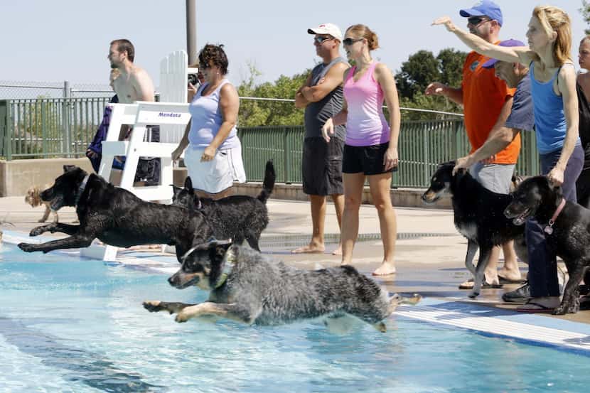 Dozens of dogs and their owners came out to Pleasant Glade Pool for "Doggie Dive In" in...