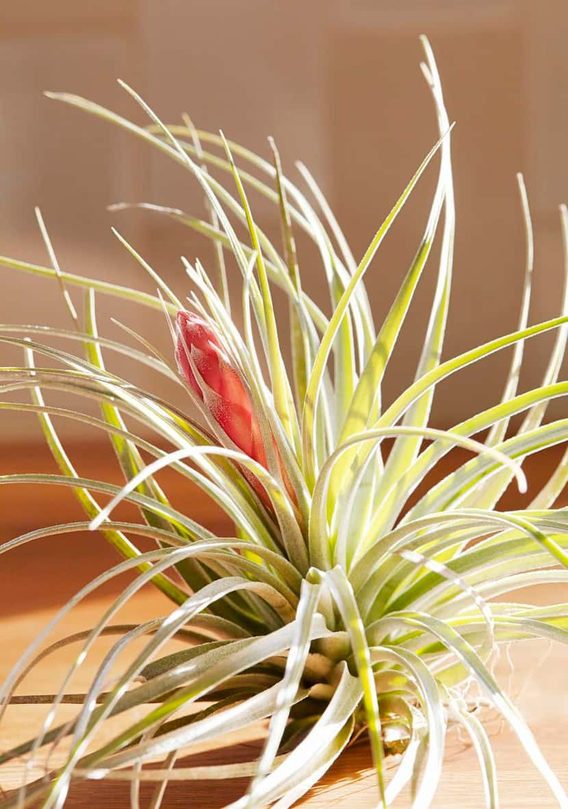 
Like most air plants, Tillandsia stricta loves east-facing morning sunlight.
