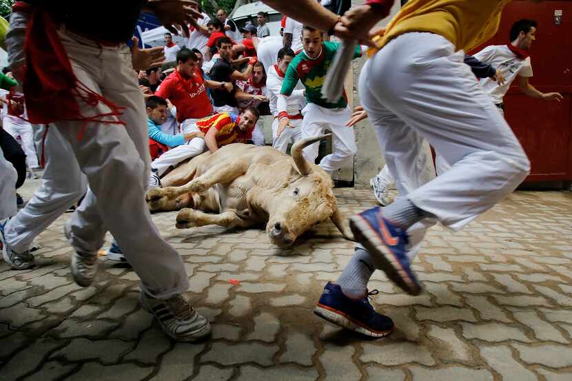 PAMPLONA, SPAIN - JULY 13:  Revellers run in to the bullring while a Fuente Ymbro's fighting...
