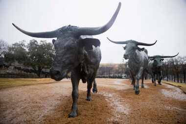 Rain falls on the cattle drive sculptures at Pioneer Park in downtown Dallas on Monday, Jan....