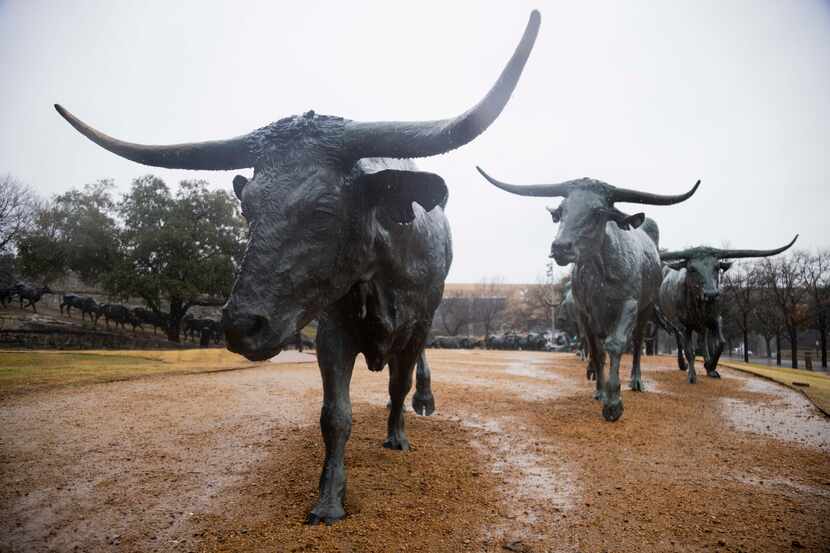 Rain falls on the cattle drive sculptures at Pioneer Park in downtown Dallas.