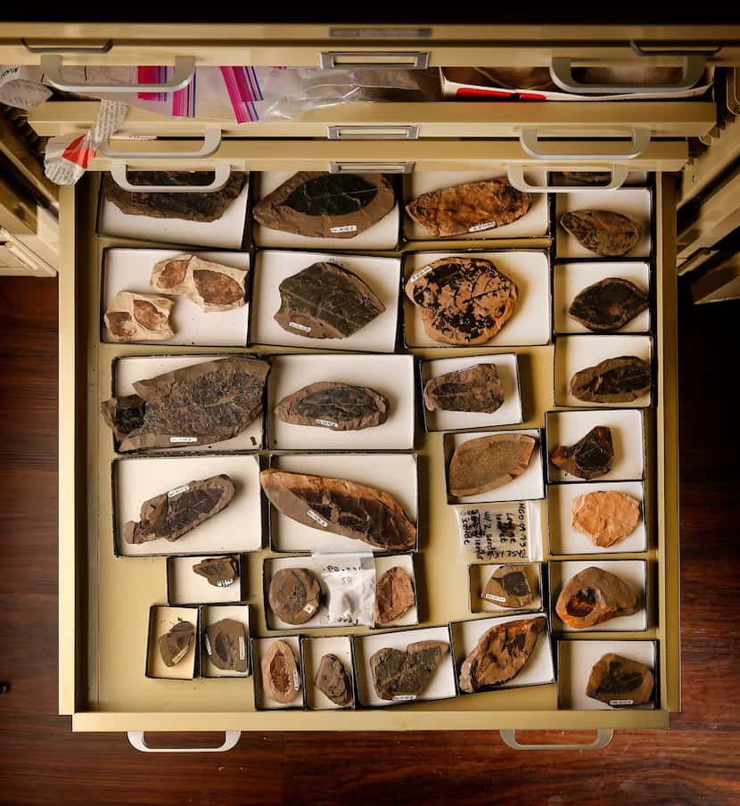 Paleobotanist Bonnie Jacobs, an SMU professor, keeps a collection of leaf fossils in her...