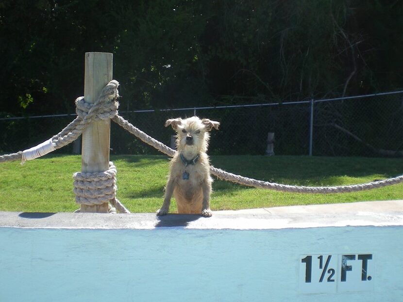  Bugs deciding whether to jump into the wave pool at Hawaiian Falls.