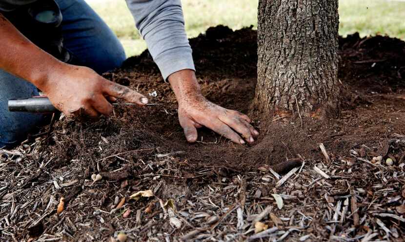 Orozco  shows how to properly mulch around a tree. Choose mulch that won’t float away during...