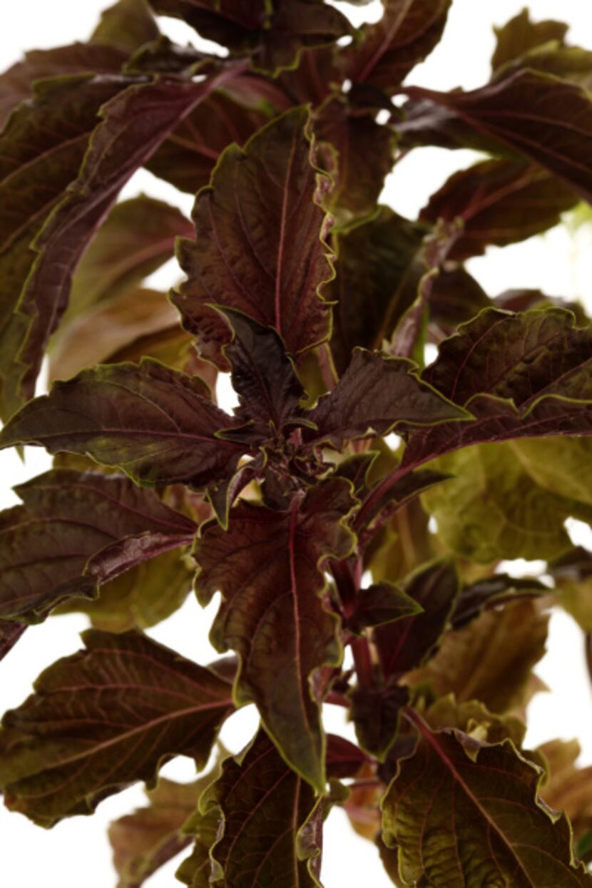'Purple Ruffles' is popular in fresh salads, as a garnish and in the garden because of its...