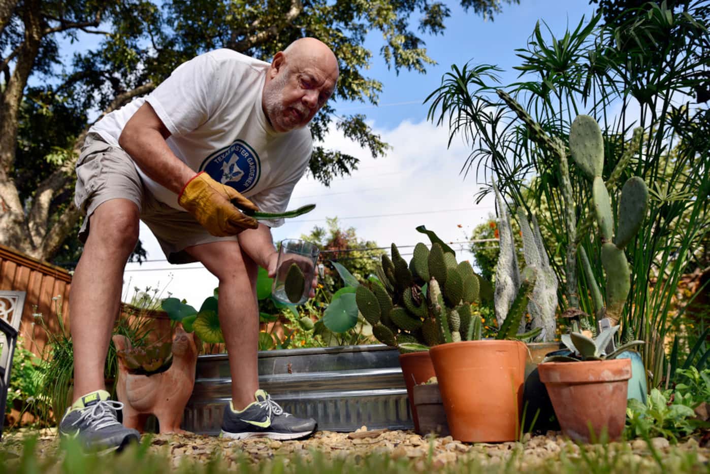 Felix Saucedo trims an assortment of cacti in his backyard garden in Dallas.