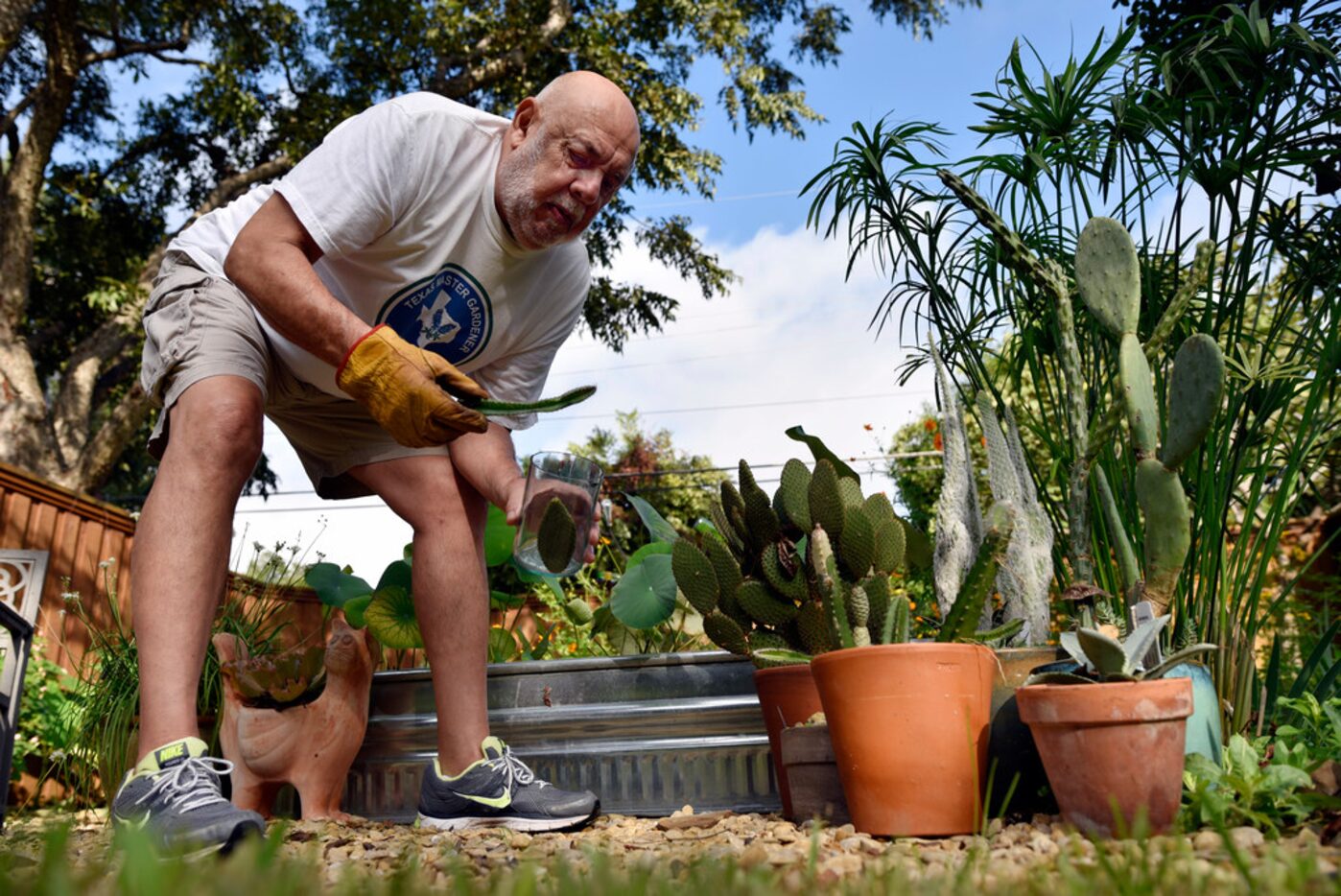 Felix Saucedo trims an assortment of cacti in his backyard garden in Dallas.