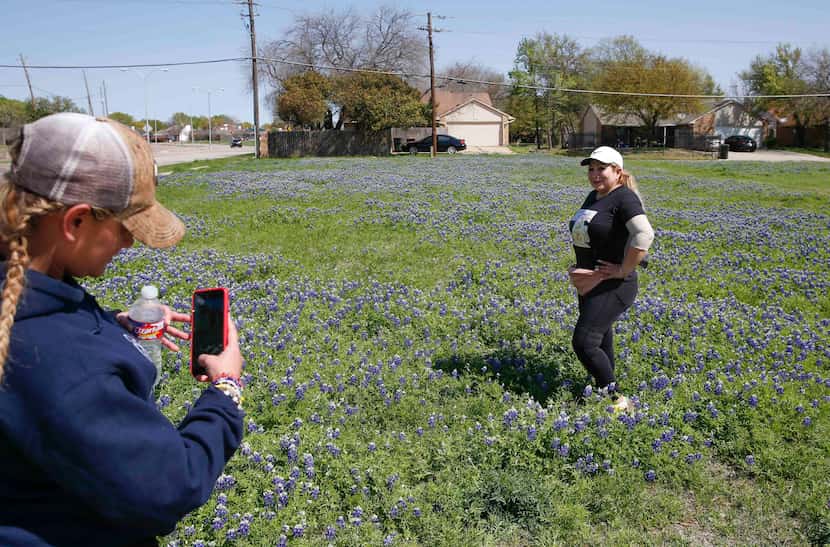 Sharon Cyrus, left, takes a photo as Lourdes Gallegos of Plano poses with the Bluebonnets at...