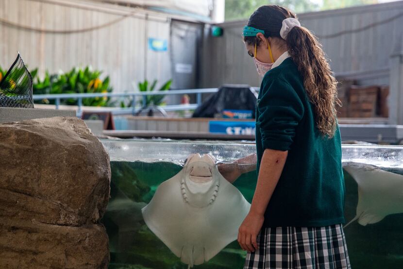 Margeaux Maurer, a fifth-grade student at The Hockaday School, petted a stingray at the...