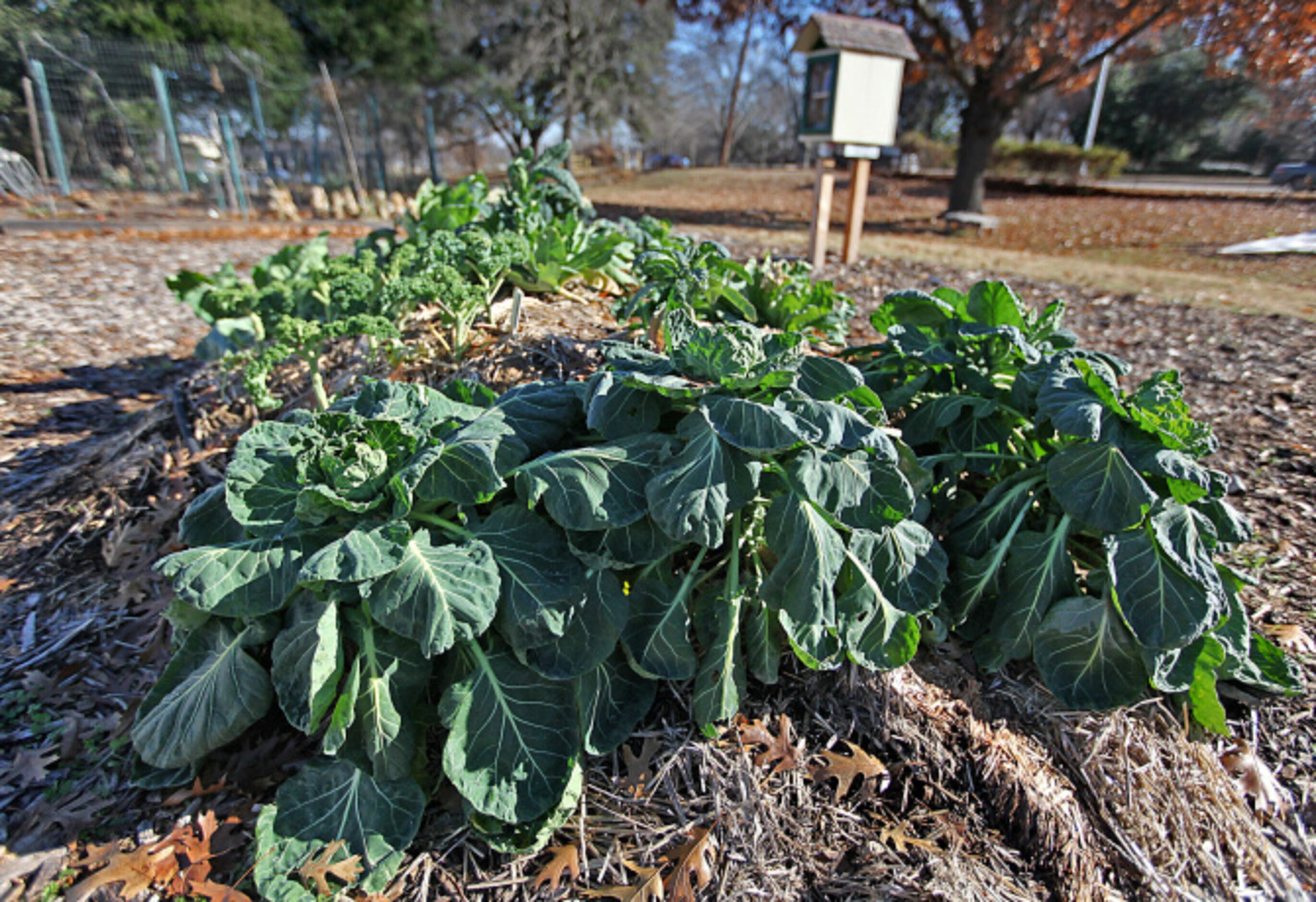 The hugelkultur bed is seen at the Community Unitarian Universalist Church community garden.