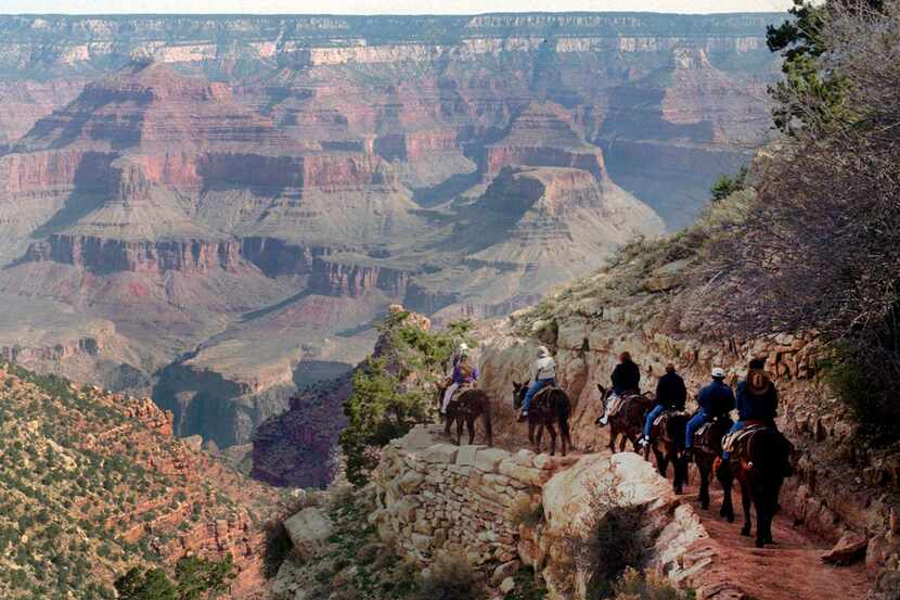 In this March 27, 1996, file photo, a mule train winds its way down the Bright Angel trail...