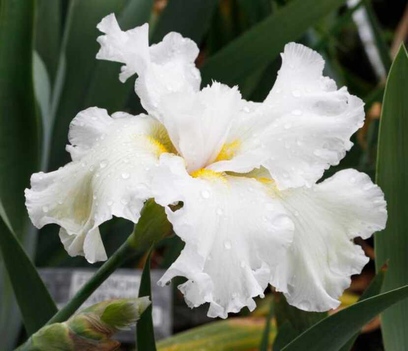 
White ‘Top Down,’ a so-called flattie novelty iris, a product of Nichols’ hybridizing
