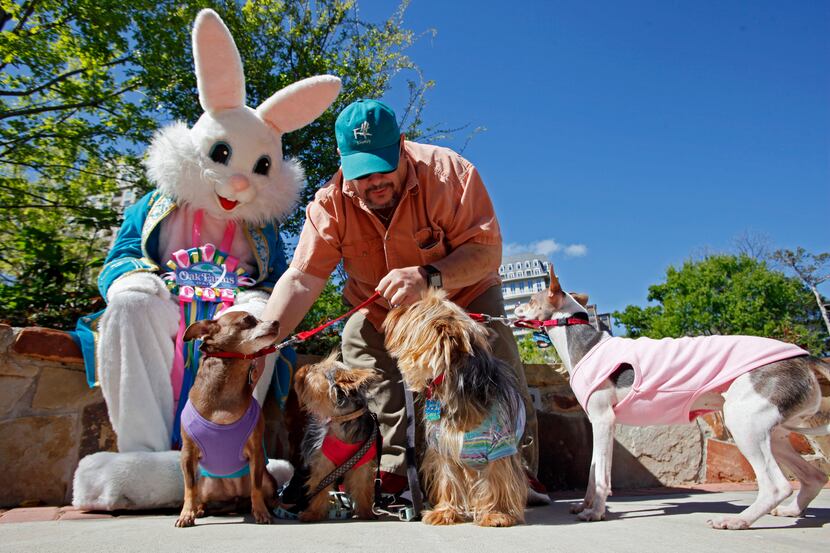 Tom Emanuele prepares his dogs for a photo with the Easter Bunny during Easter at Lee Park...