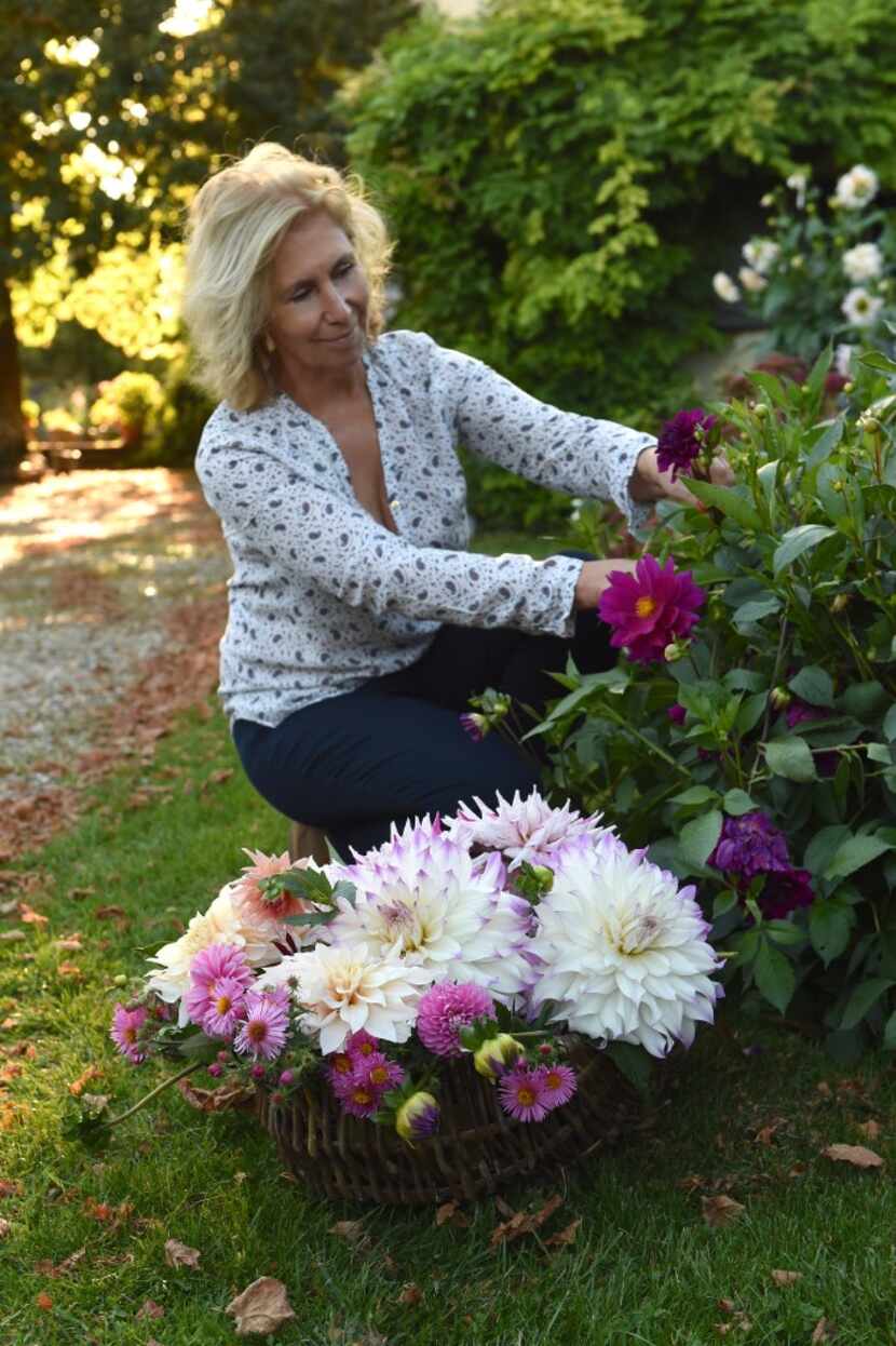 Sharon Santoni, a British expat blogger in Normandy, cutting dahlias in her garden at her...