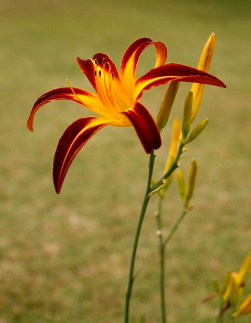 
‘Marse Connell’ accentuates the flower’s star shape. 
