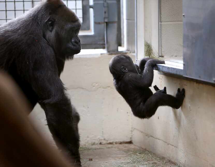 Hope, a western lowland gorilla, watches her daughter Saambili climb in a heated...
