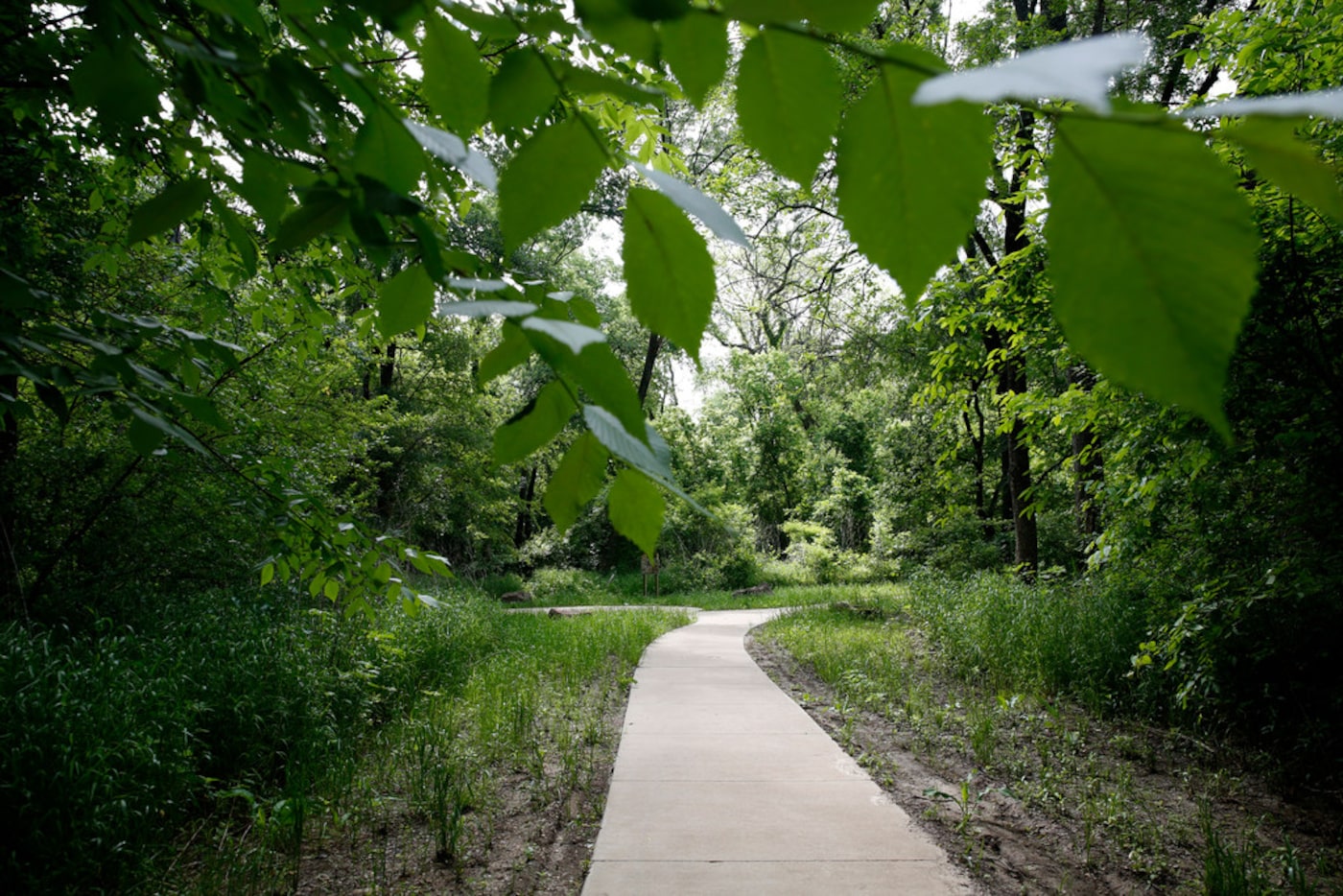 The Texas Buckeye Trail in the Great Trinity Forest