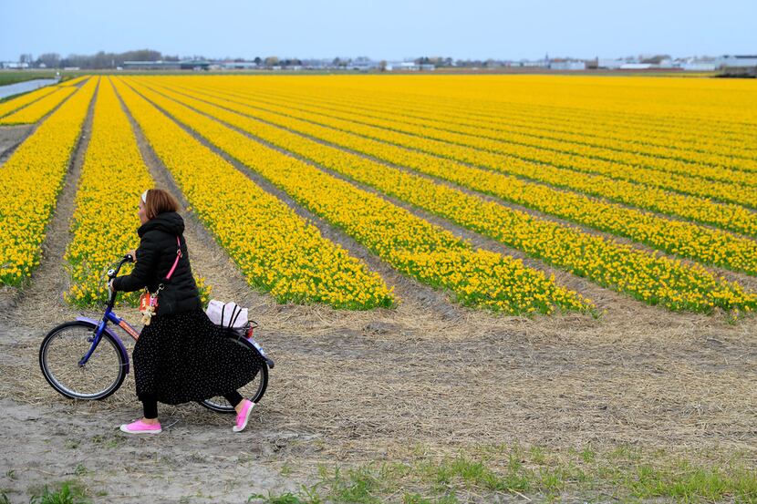 A tourist pushes her bicycle after taking pictures in a field of flowers in Lisse,...
