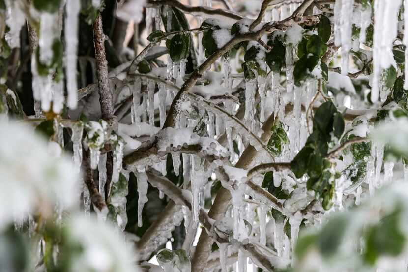 Shrubbery around the city was covered in ice as a winter storm brings snow and freezing...