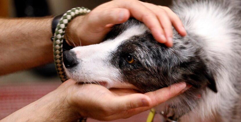 
Candy the dog is pet by Scott Stratton as he is shown to students from Booker T. Washington...