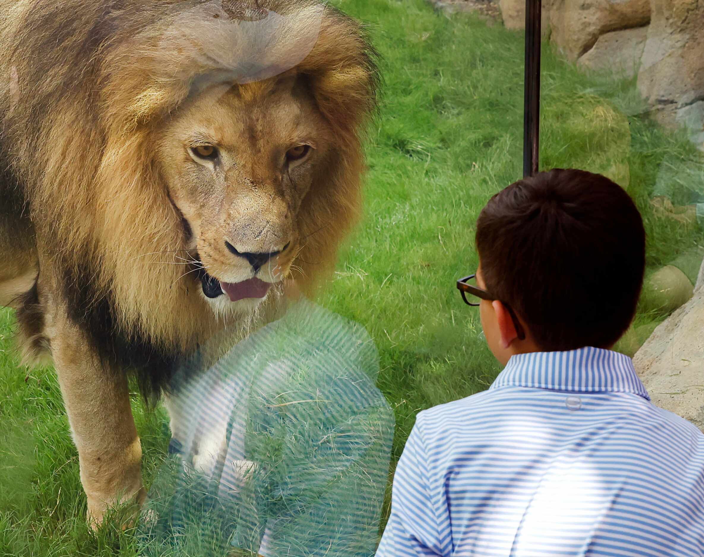 A young child gets a face-to-face look at Jabulani, a male African lion, in the third phase...