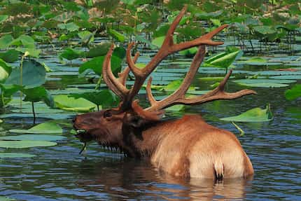 An elk wades while munching on some greenery in the wildlife refuge. 