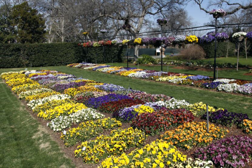 The Dallas Arboretum is one of the nation's botanical gardens to voluntarily participate in...