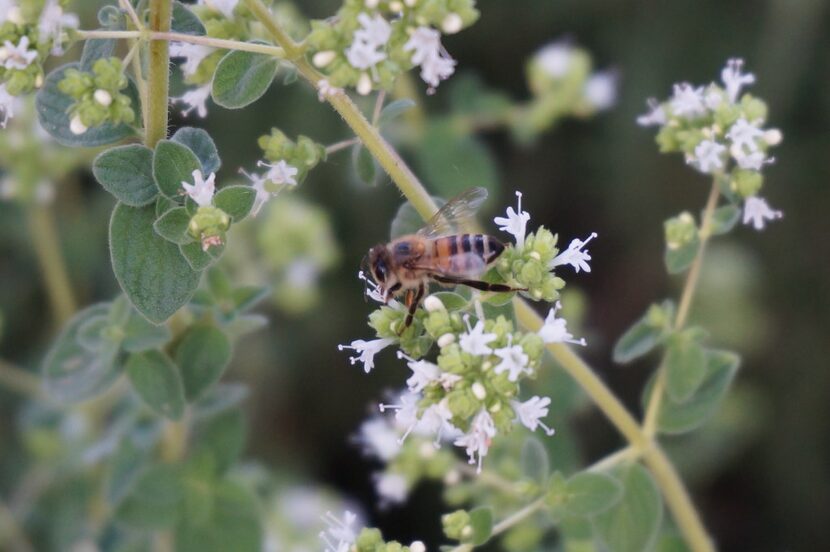 Bees love hyssop.