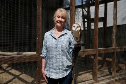 Kathy Rogers holds a barn owl at the Rogers Wildlife Rehabilitation Center in Hutchins. 