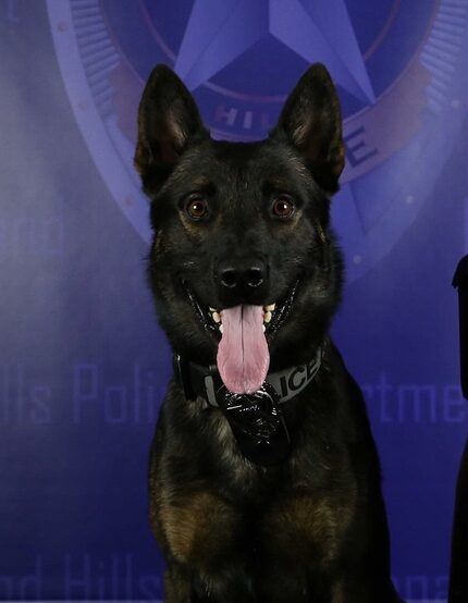 North Richland Hills police K9 Koba