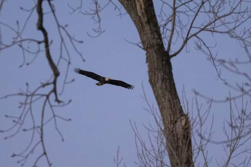 A bald eagle circled where its nest once stood at White Rock Lake in Dallas on Tuesday, Feb....