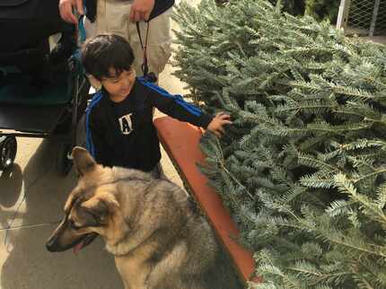 Luca Romero shops for a Christmas tree with his family's German shepherd. 