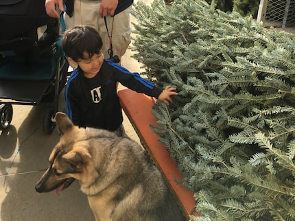 Luca Romero shops for a Christmas tree with his family's German shepherd. 