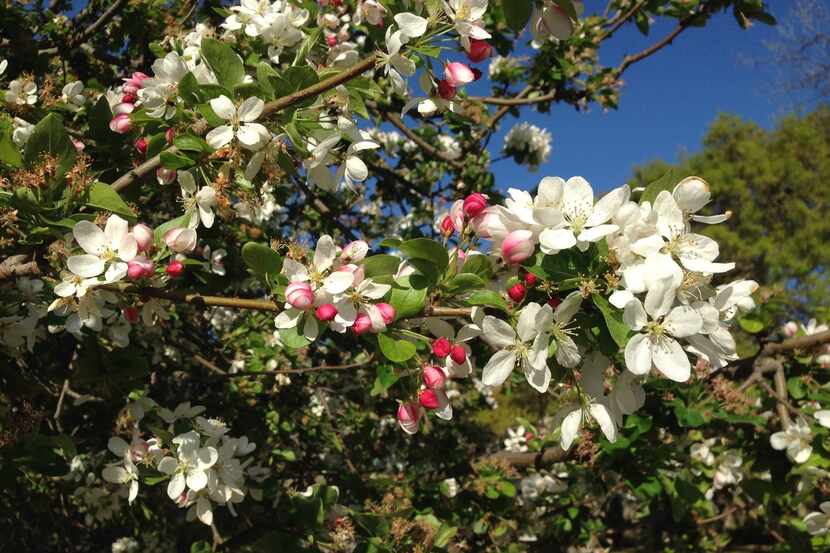 Crabapple is an excellent but underused small flowering tree.
