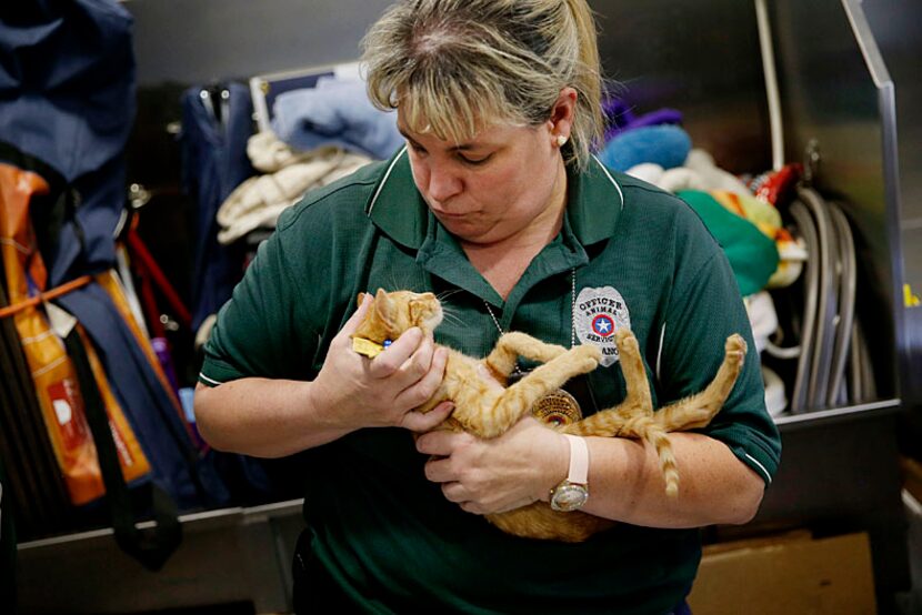  Plano Animal Control Officer Carey Nelson holds a cat named Sammy during the Caturday at...