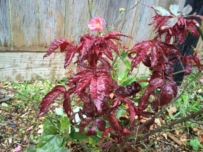 Roses with rose rosette symptoms are typically recommended to be removed.