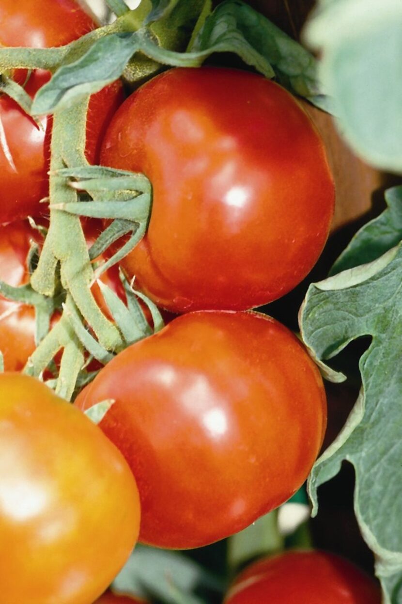 The 'Early Girl' tomato is a proven all-round early hybrid.