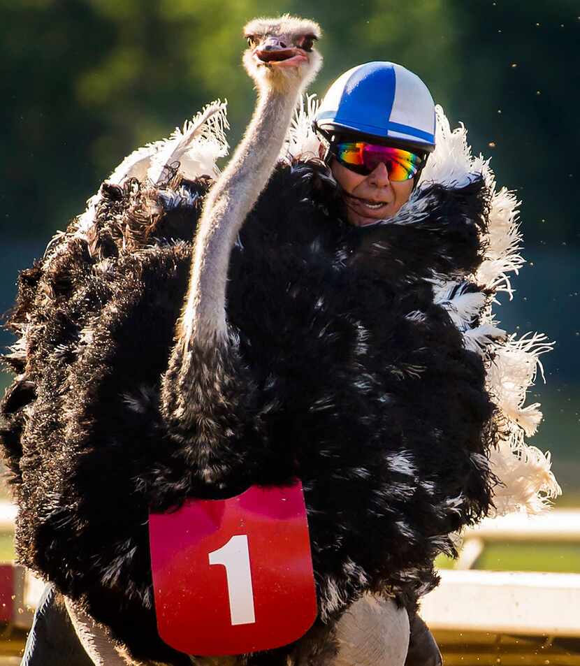 Jockey Alex Alvarado rides an ostrich to victory during "Extreme Racing" at Lone Star Park...