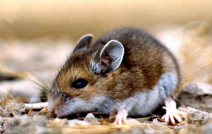 This undated photo provided by the National Park Service, a deer mouse (Peromyscus...