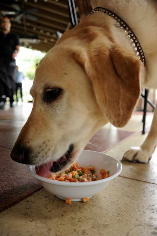 Huey enjoys a bowl of salmon with mixed vegetables at Bravo! in Fort Worth, TX on June 20,...