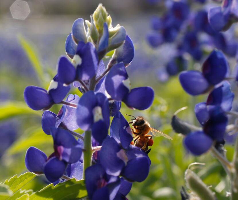 A bee collects pollen from a bluebonnet on April 15 in a field near Zion Cemetery in Frisco....