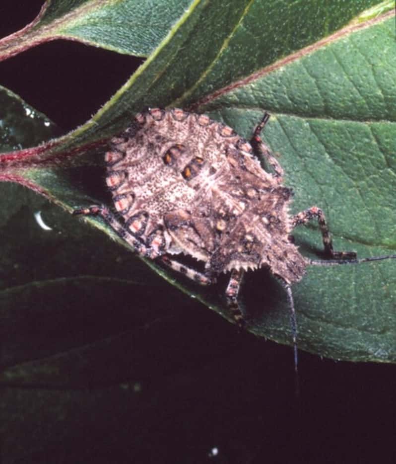 The Brochymena stinkbug is beneficial. Rather than eating plants, they feed on insects, pest...