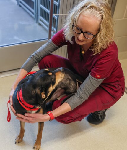 One-year-old Benson, recovering from a leg amputation and subsequent surgeries, is corralled...