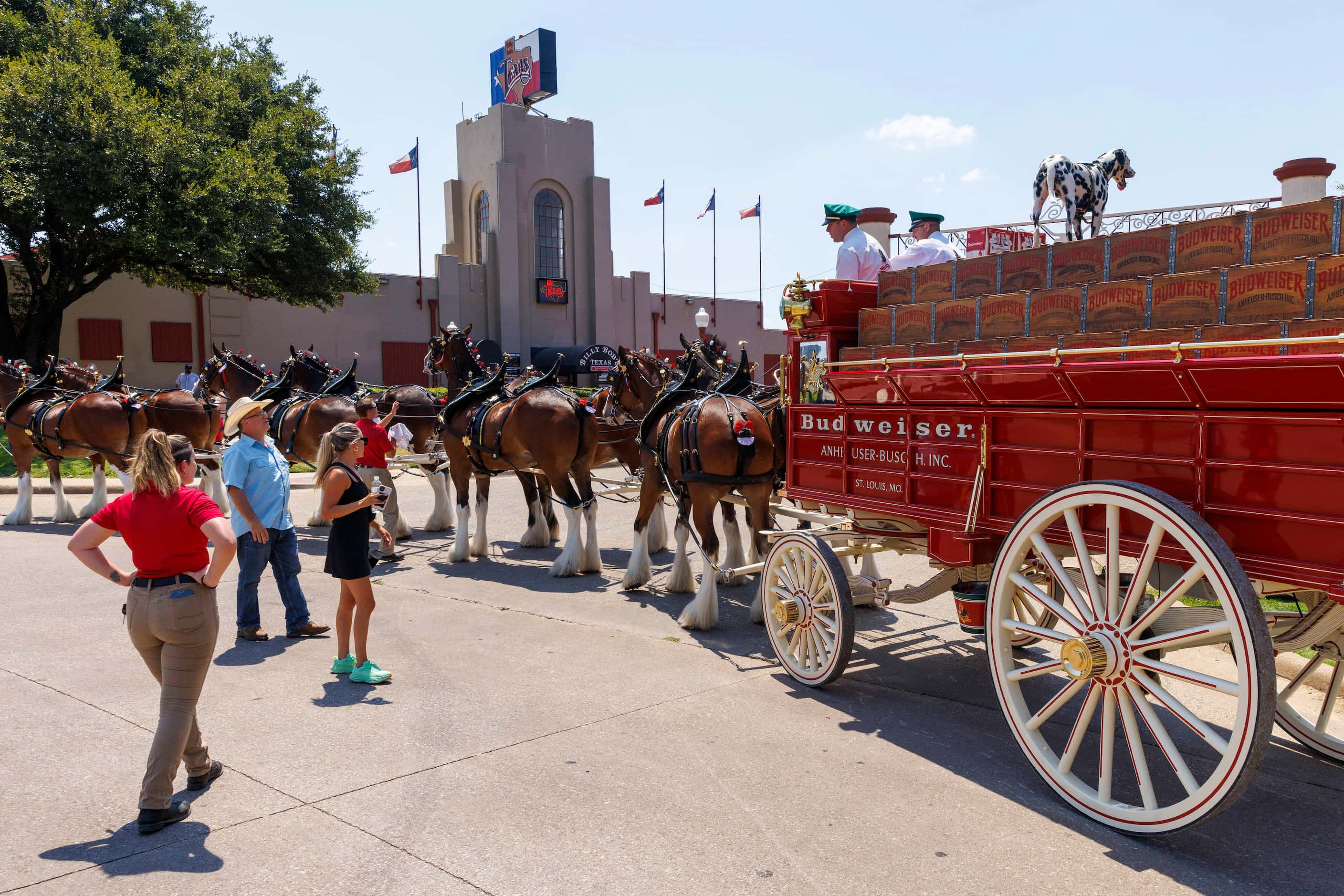 The Budweiser Clydesdales pull the beer wagon in front of Billy Bob’s Texas in The...