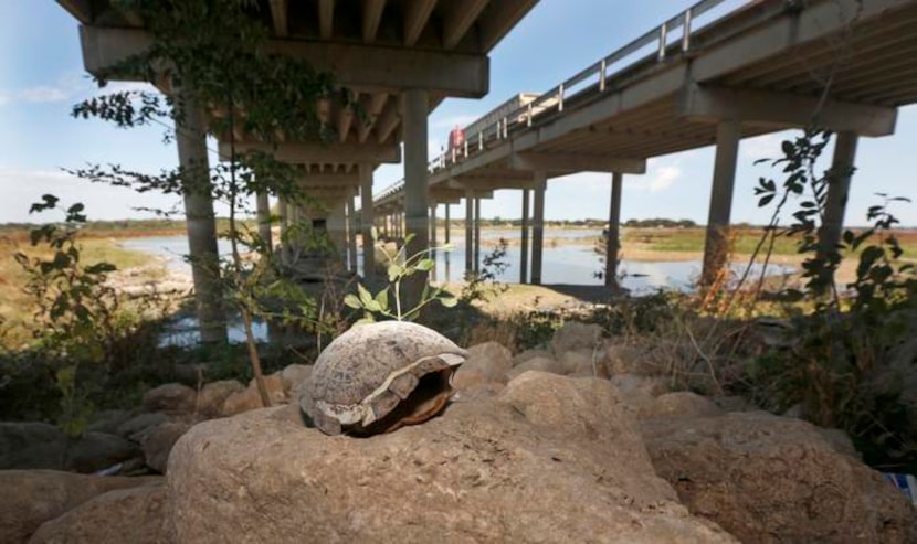 
A turtle shell sits along Lake Ray Hubbard under the bridge of Rowlett Road. Four square...