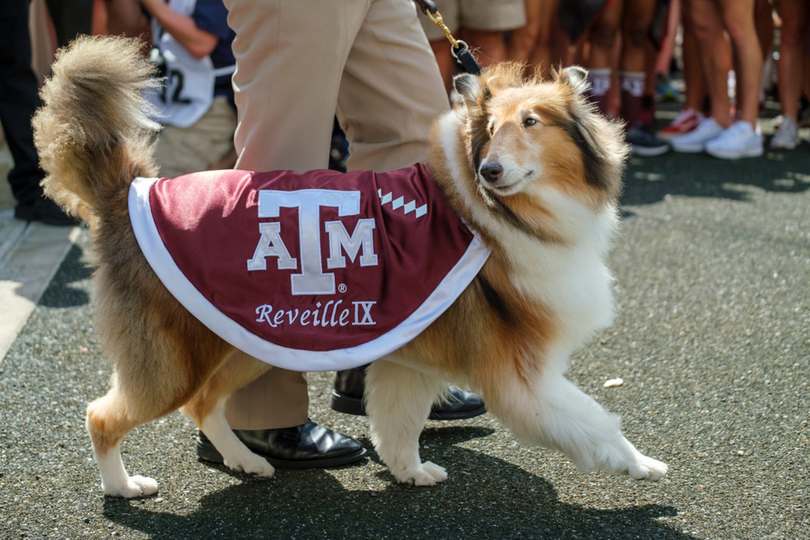 Texas A&M mascot Reveille IX takes the field before an NCAA football game against Auburn at...