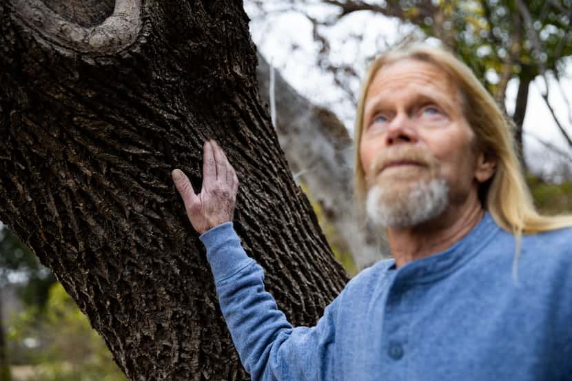 Steve Houser, a certified arborist, looks up at an ash tree at Reverchon Park in Dallas....
